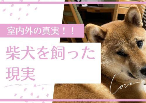 柴犬に飼い方について