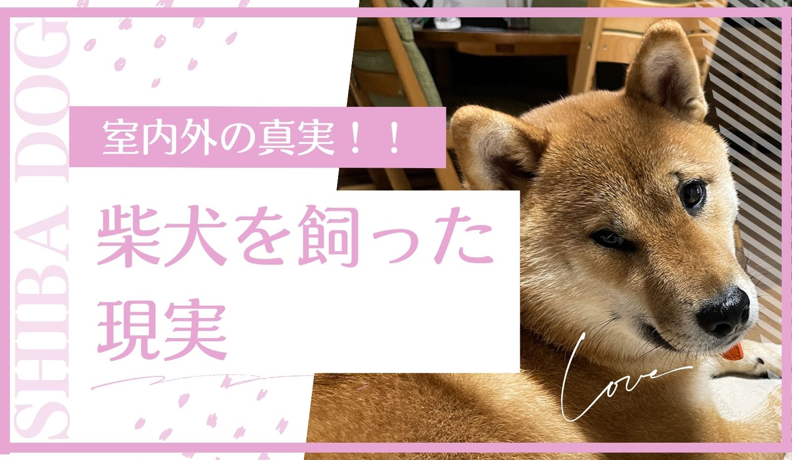 柴犬に飼い方